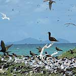 Birds on islands